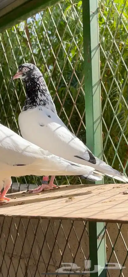 طبات حمام تيدي فواخر 1