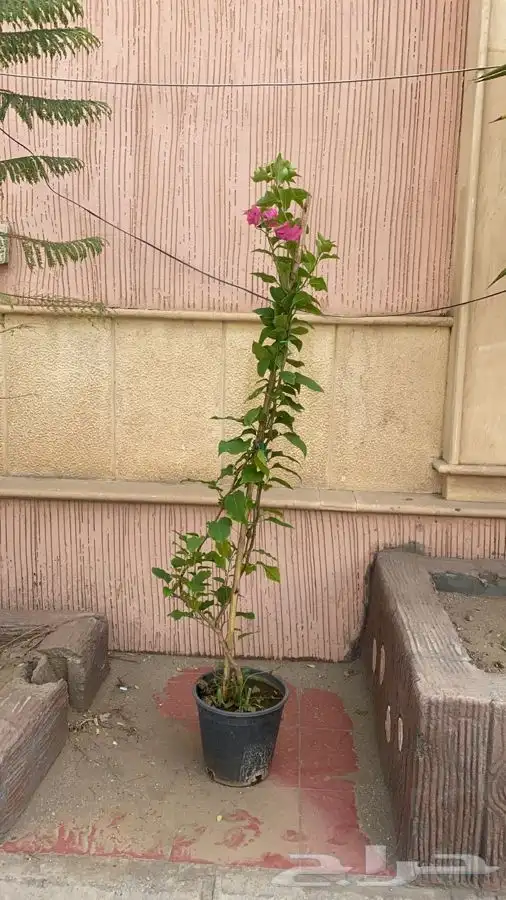 جميع انواع الشتلات مع توصيل 6