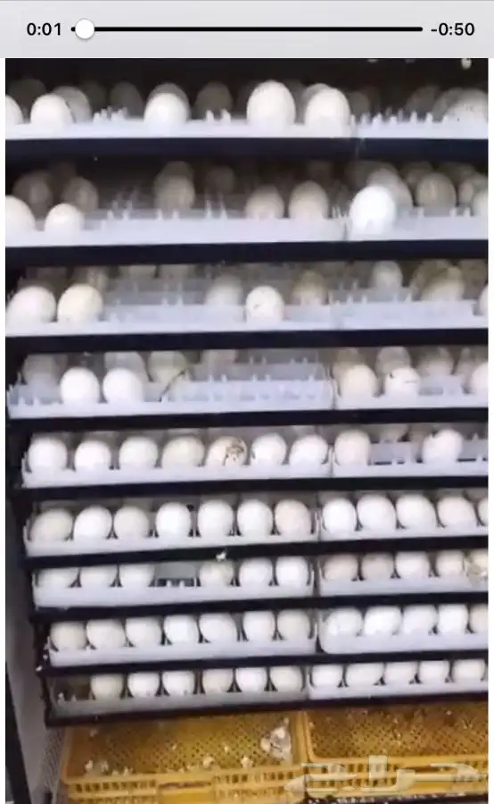 فقاسات الياسريه 11