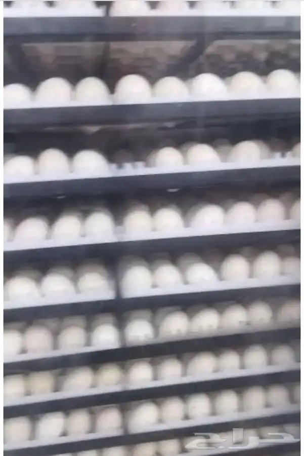 فقاسات الياسريه 8