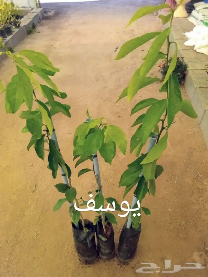 جميع انواع الشتلات مع توصيل 53