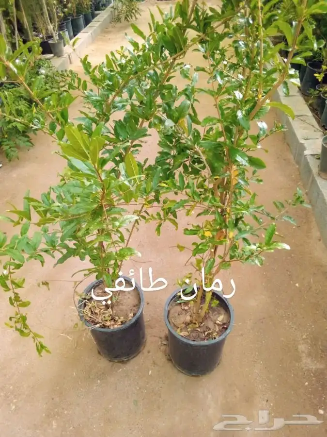 جميع انواع الشتلات مع توصيل 74