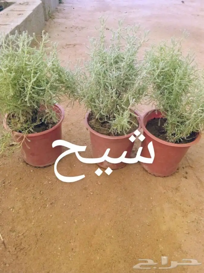 جميع انواع الشتلات مع توصيل 45