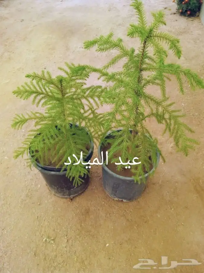 جميع انواع الشتلات مع توصيل 54