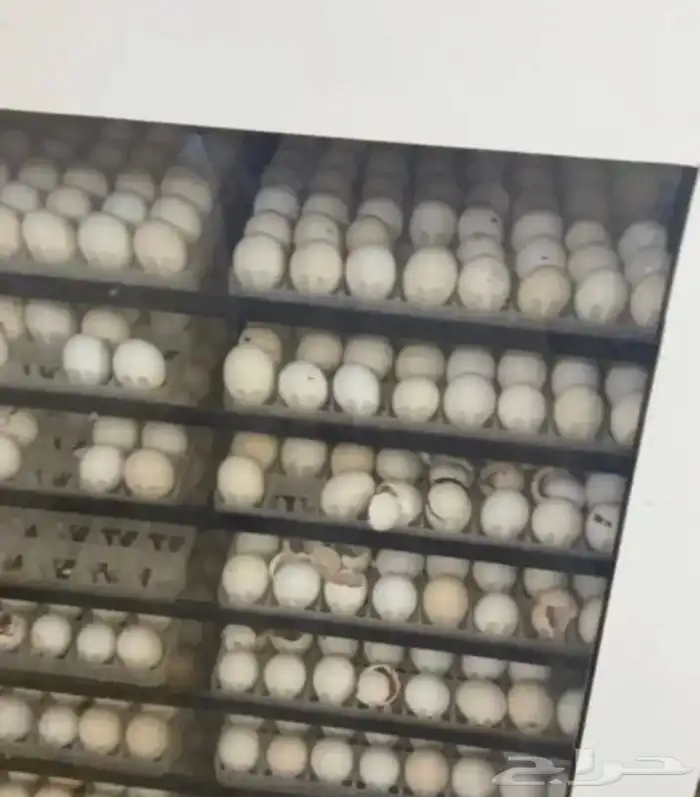 فقاسات الياسريه 4