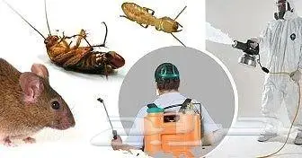 شركه مكافحه الحشرات بالخبر 0