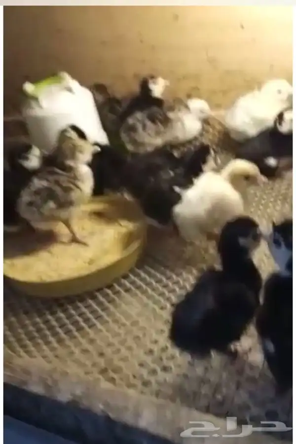 فقاسات الياسريه 3