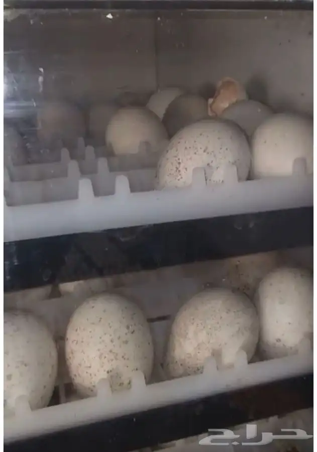 فقاسات الياسريه 4