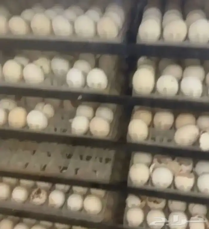 فقاسات الياسريه 13