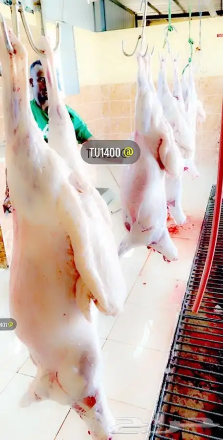 ذبايح خرفان رخال حريه من غنم شهران بجازان مع السلخ وتوصيل 17