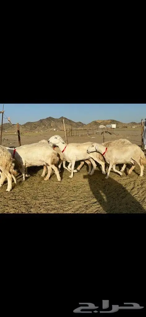 غنم حرية جروم مفاصيل على ولاده صنف 0