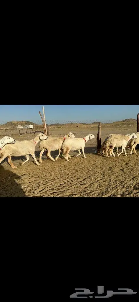غنم حرية جروم مفاصيل على ولاده صنف 1