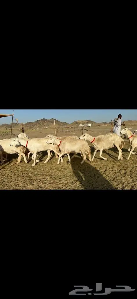 غنم حرية جروم مفاصيل على ولاده صنف 2