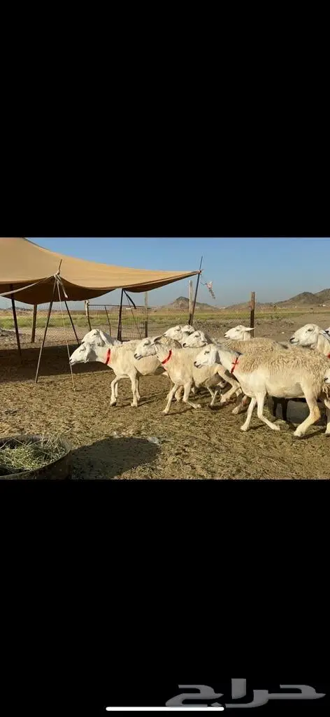 غنم حرية جروم مفاصيل على ولاده صنف 4