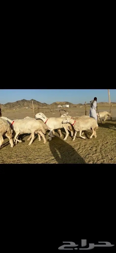 غنم حرية جروم مفاصيل على ولاده صنف 6