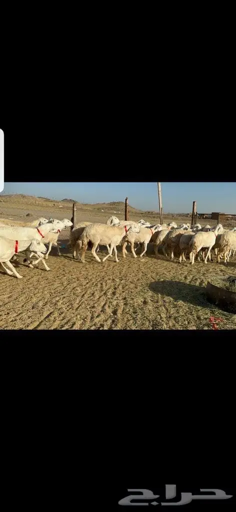 غنم حرية جروم مفاصيل على ولاده صنف 7