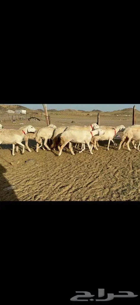 غنم حرية جروم مفاصيل على ولاده صنف 8