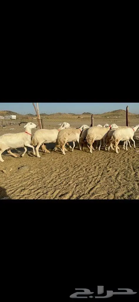 غنم حرية جروم مفاصيل على ولاده صنف 9