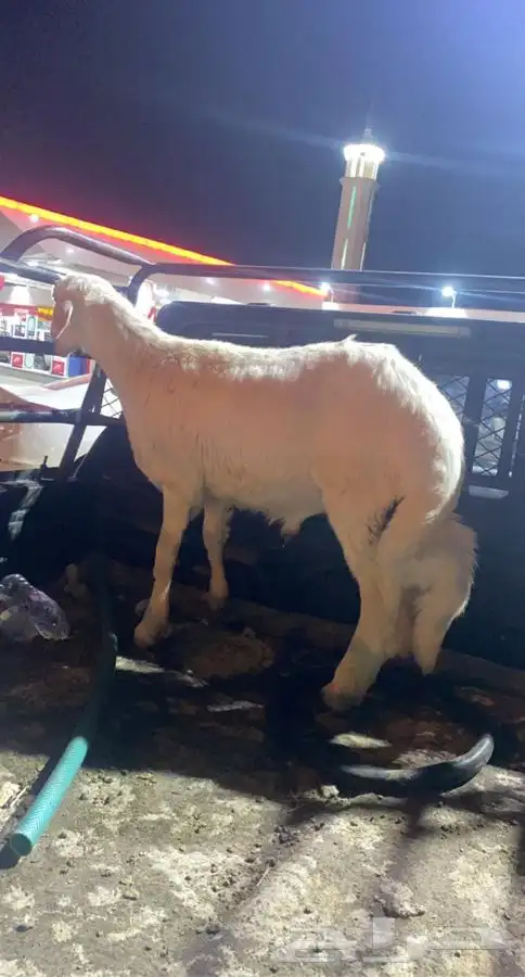 ذبايح خرفان رخال حريه من غنم شهران بجازان مع السلخ وتوصيل 11