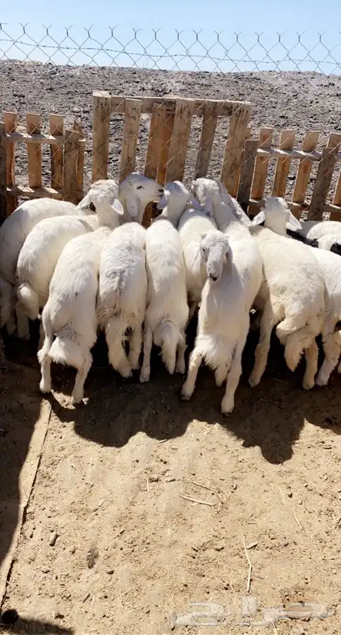 ذبايح خرفان رخال حريه من غنم شهران بجازان مع السلخ وتوصيل 18