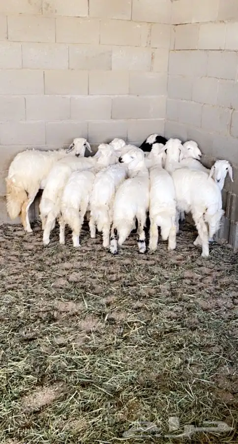 ذبايح خرفان رخال حريه من غنم شهران بجازان مع السلخ وتوصيل 10