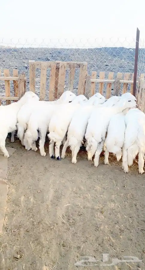 ذبايح خرفان رخال حريه من غنم شهران بجازان مع السلخ وتوصيل 16