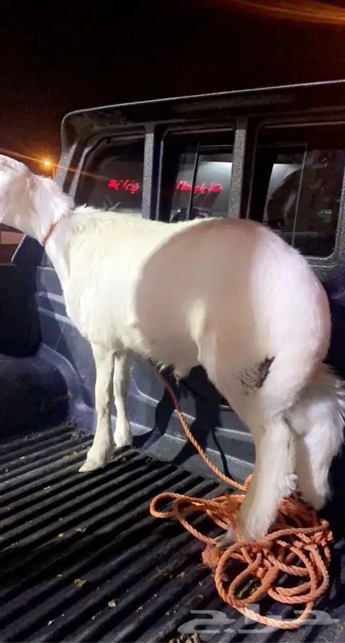 ذبايح خرفان رخال حريه من غنم شهران بجازان مع السلخ وتوصيل 6