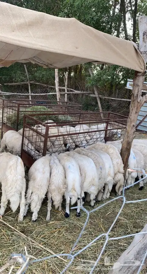 ذبايح خرفان رخال حريه من غنم شهران بجازان مع السلخ وتوصيل 7