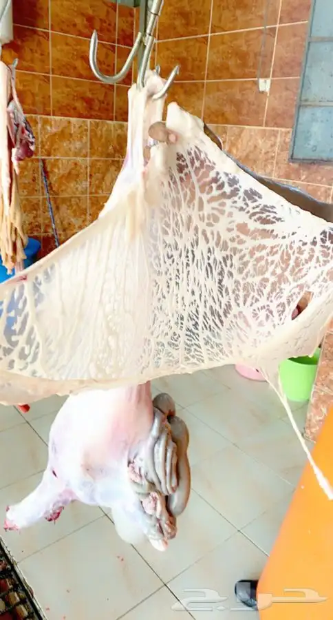 ذبايح خرفان رخال حريه من غنم شهران بجازان مع السلخ وتوصيل 13