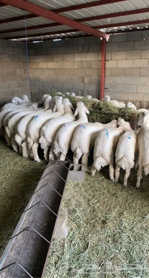 ذبايح خرفان رخال حريه من غنم شهران بجازان مع السلخ وتوصيل 8