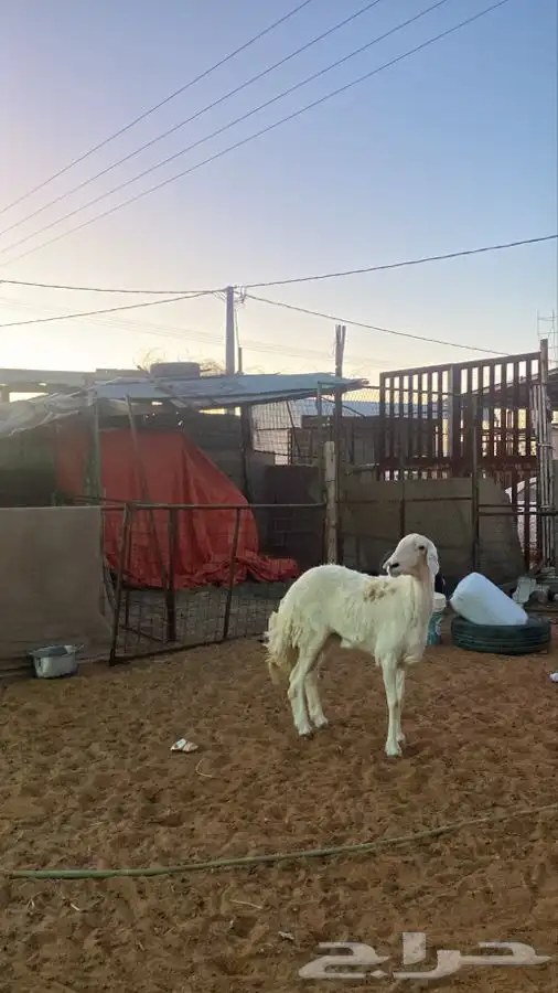 رخل حريه 0