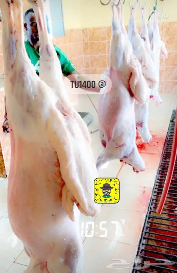 ذبايح خرفان رخال حريه من غنم شهران بجازان مع السلخ وتوصيل 3