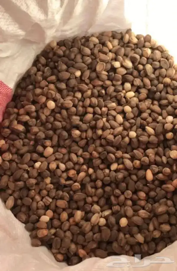 بذور المورينجا ( البان العربي ) نوفر بكميات كبيره 0