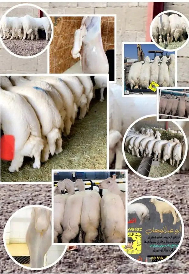 ذبايح خرفان رخال حريه من غنم شهران بجازان مع السلخ وتوصيل 2