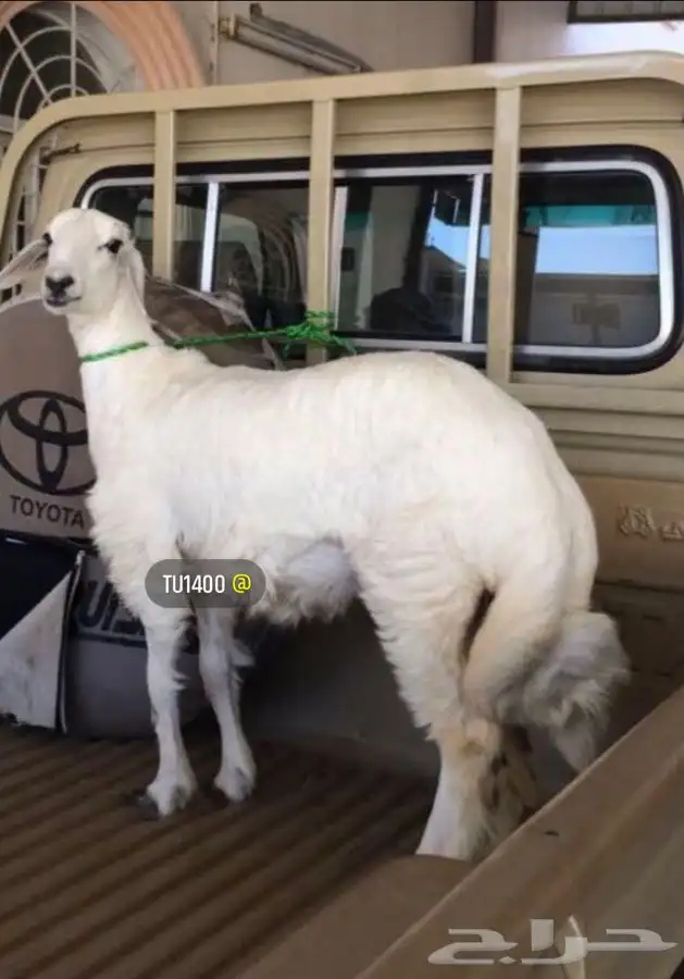 ذبايح خرفان رخال حريه من غنم شهران بجازان مع السلخ وتوصيل 12