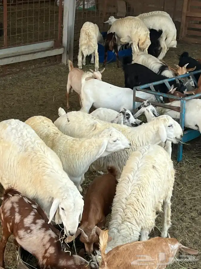 ذبيحتك لباب بيتك سواكني حري تربية وتيوس 37