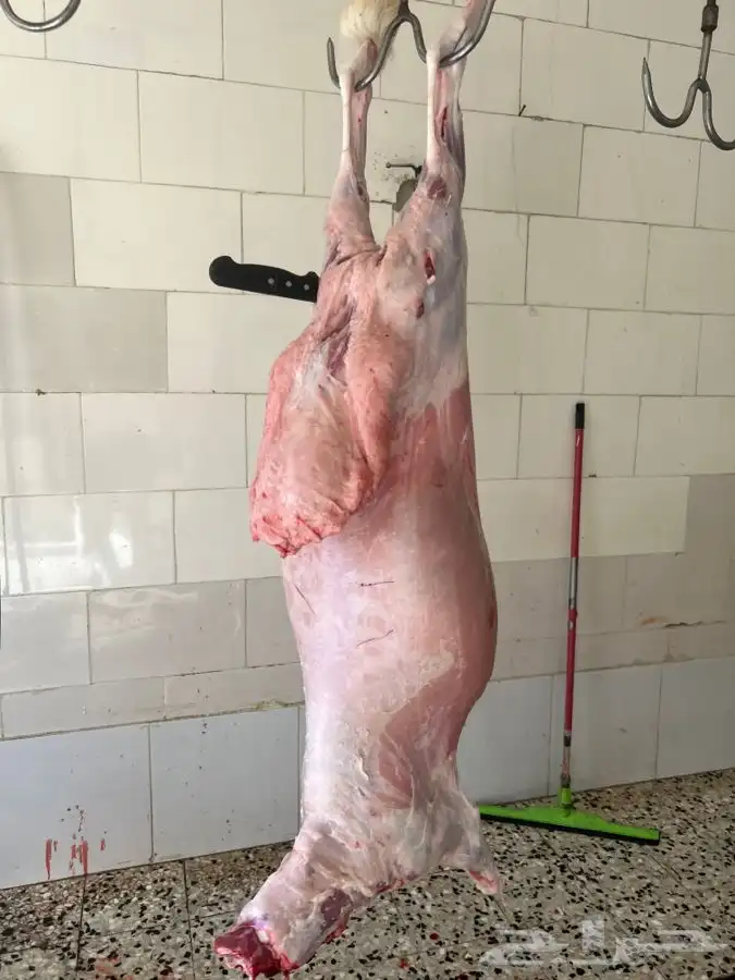 ذبايح حري فاخر مع الذبح والتوصيل 1