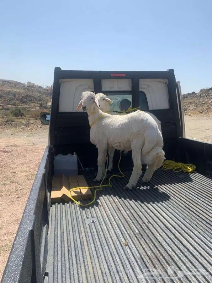 ذبايح خرفان رخال حريه من غنم شهران بجازان مع السلخ وتوصيل 0