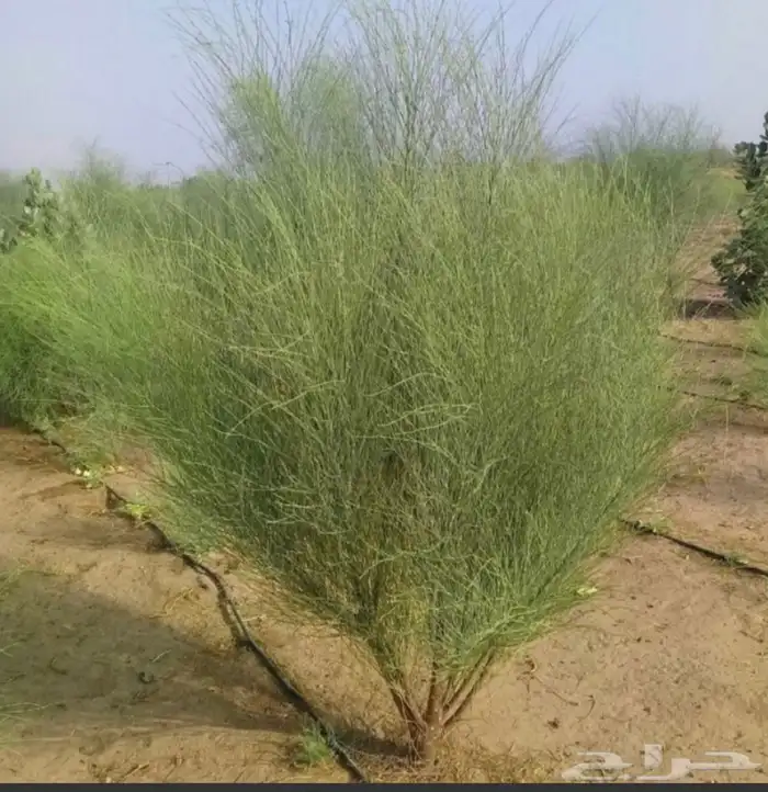 بذور المورينجا ( البان العربي ) نوفر بكميات كبيره 1