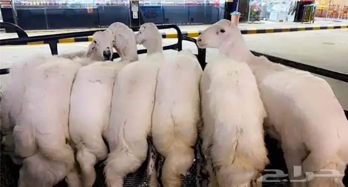 ذبايح خرفان رخال حريه من غنم شهران بجازان مع السلخ وتوصيل 1