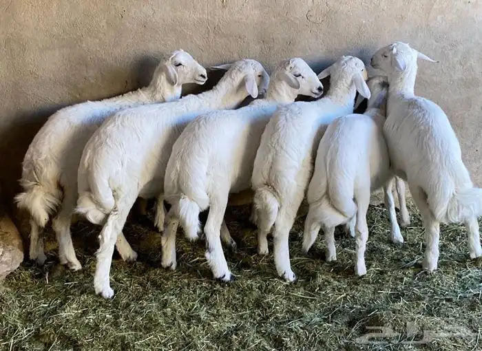 ذبايح خرفان رخال حريه من غنم شهران بجازان مع السلخ وتوصيل 15