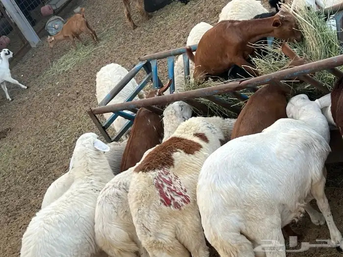 ذبيحتك لباب بيتك سواكني حري تربية وتيوس 35