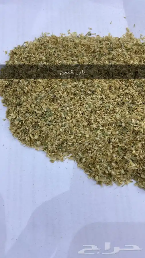 بذور القيصوم للبيع 0
