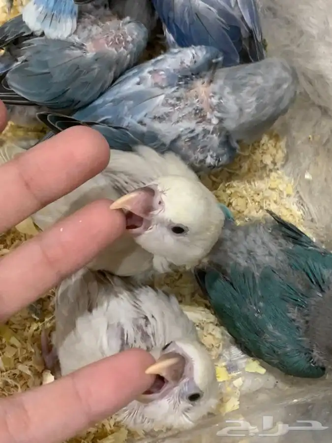 فروخ روز و فيشر و كروان 2