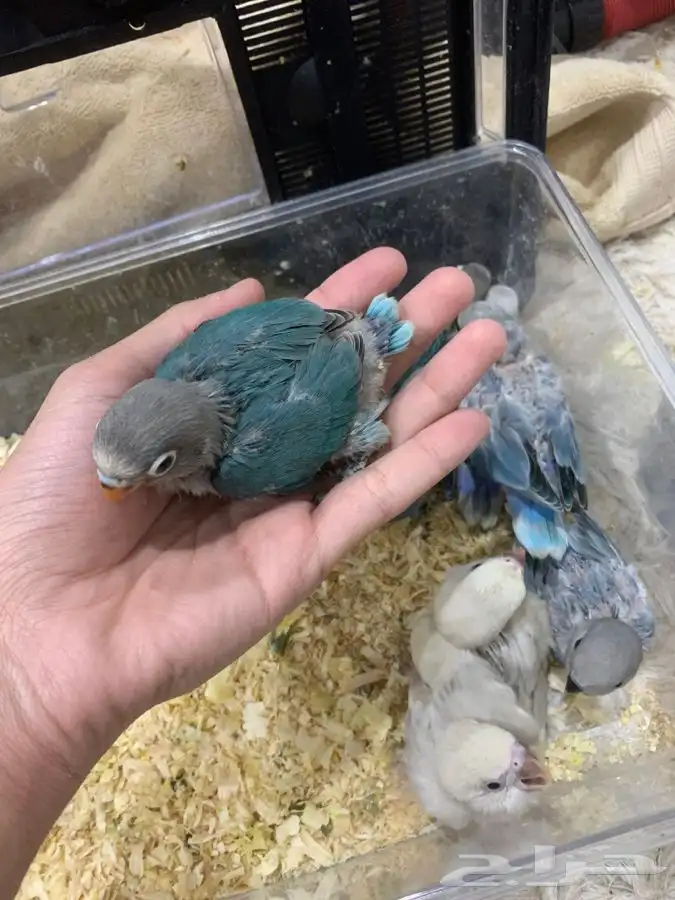 فروخ روز و فيشر و كروان 5