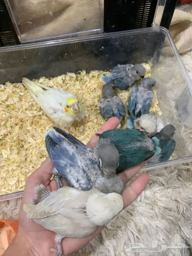 فروخ روز و فيشر و كروان 0