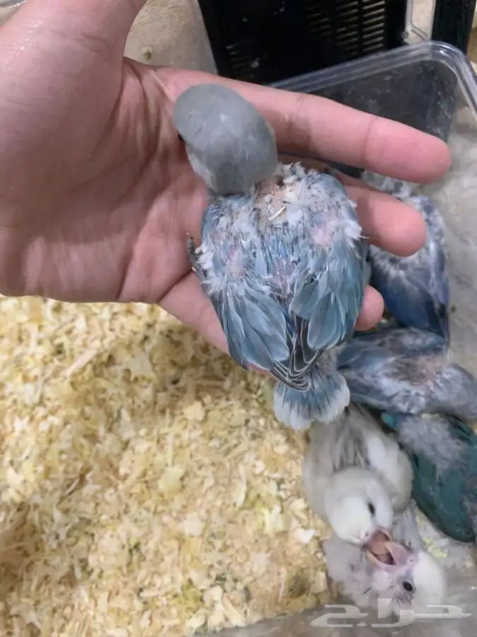 فروخ روز و فيشر و كروان 3