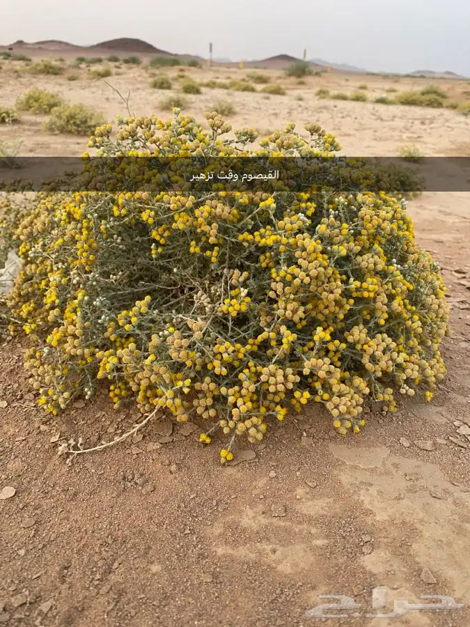 بذور القيصوم للبيع 4