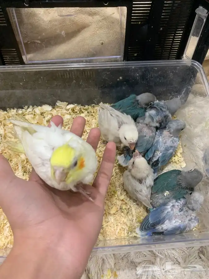 فروخ روز و فيشر و كروان 1