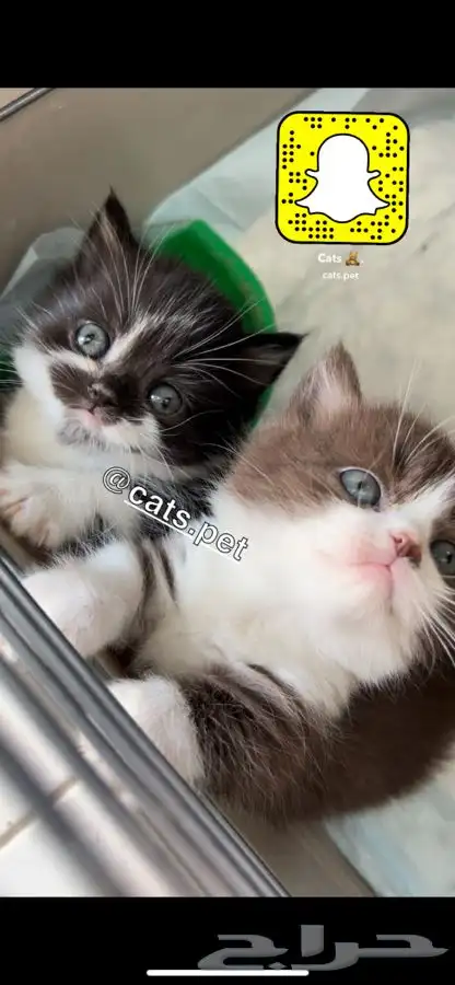 قط المونتشكين القزم لمحبين النوادر vip 0